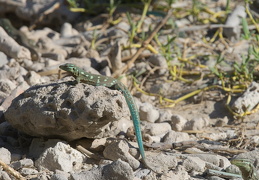 web IMG 7273