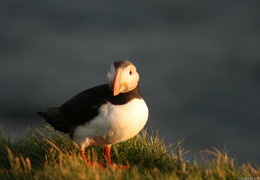 small IMG 6847