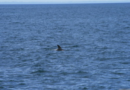 small IMG 7457