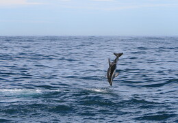 web IMG 1828