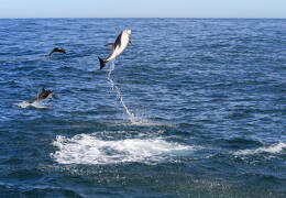 web IMG 1847