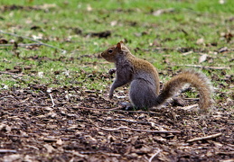 Squirrel @ Central Park